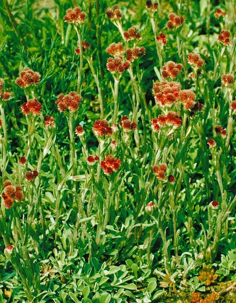 Antennaria dioica 'Rubra', Katzenpfötchen, rosa, ca. 9x9 cm Topf
