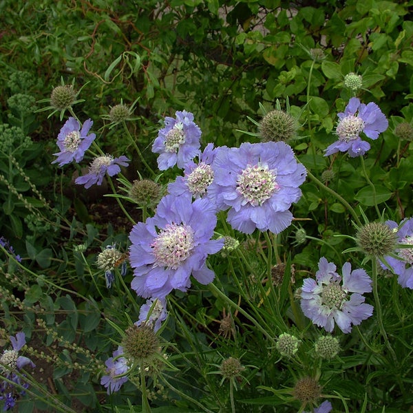 Nahaufnahme von Scabiosa-Blüten im Garten
