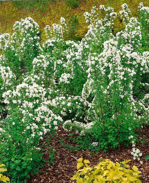 Philadelphus 'Manteau d'Hermine', Duftjasmin, weiß, 40–60 cm