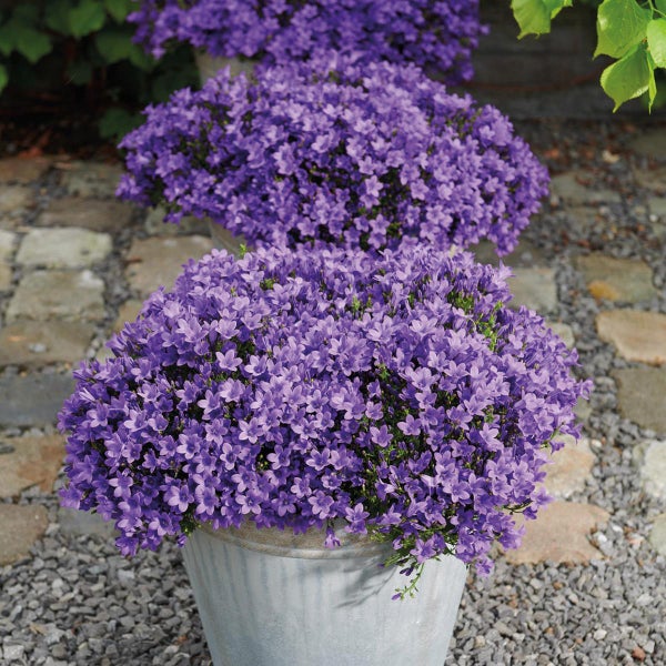 Drei Töpfe mit violetten Glockenblumen stehen auf einem Kiesweg in einem Garten.