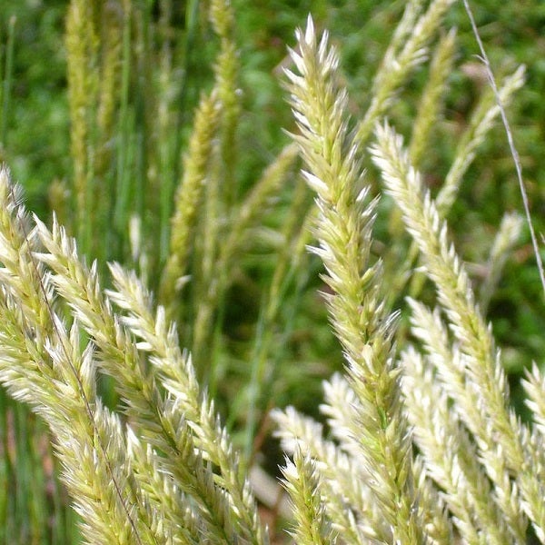 Nahaufnahme von Ziergras im Garten