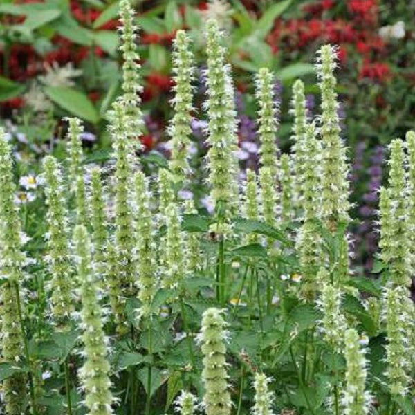 Anisholz-Pflanze im Gartenbeet