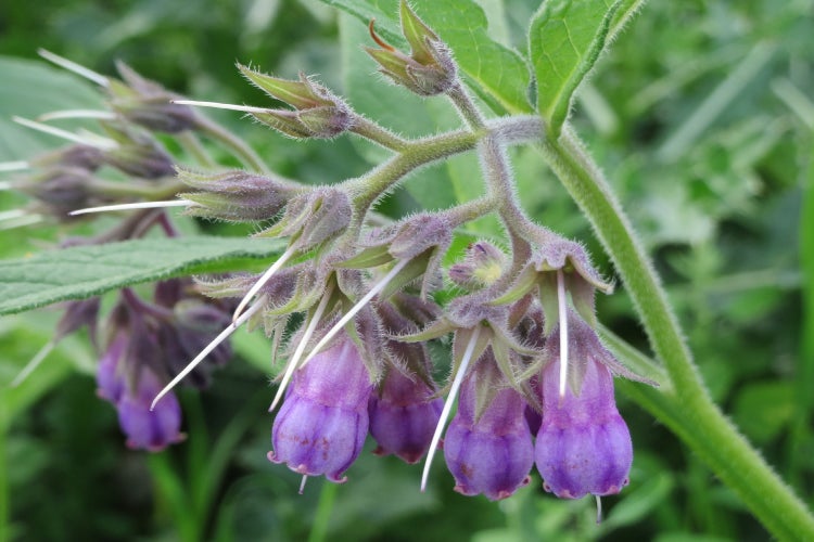 SAFLAX  - Beinwell - Symphytum officinale - 15 Samen