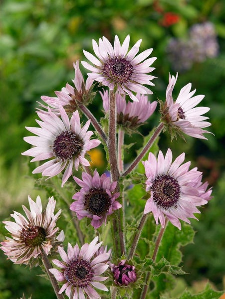 Berkheya purpurea, Silberdistel, purpur, ca. 11x11 cm Topf