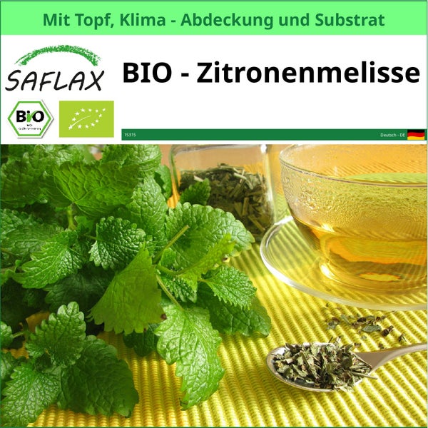 SAFLAX Garden to go - BIO - Zitronenmelisse - Melissa officinalis - 1000 Samen - Mit Topf, Klima - Deckel und Anzuchtsubstrat