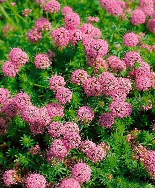Phuopsis stylosa, Kreuzblume, rosa Blüten, ca. 9x9 cm Topf