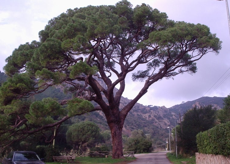 SAFLAX Garden to go - Mittelmeer - Pinie - Pinus pinea - 6 Samen - Mit Topf, Klima - Deckel und Anzuchtsubstrat