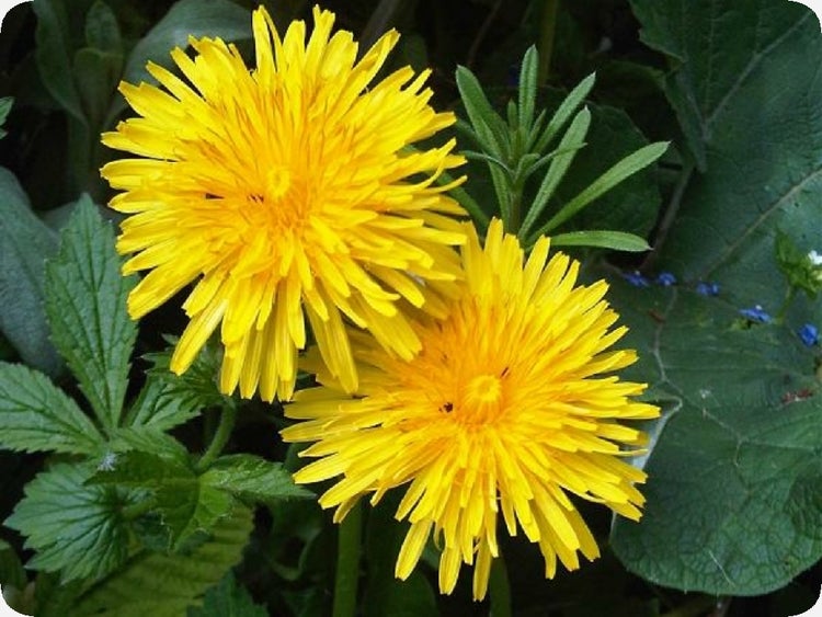 SAFLAX  - Löwenzahn - Taraxacum officinale - 200 Samen - Mit keimfreiem Anzuchtsubstrat