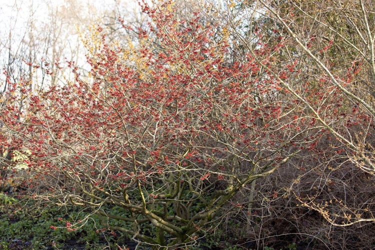 Hamamelis intermedia 'Feuerzauber', Zaubernuss, leuchtend rot, 40–60 cm