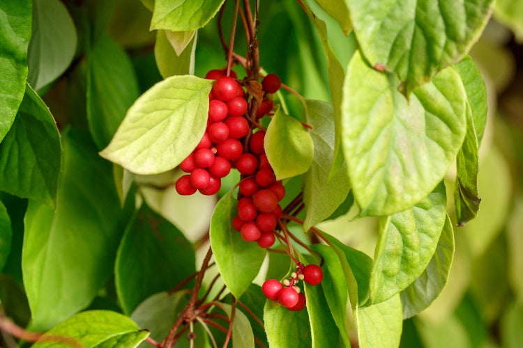 SAFLAX  - Wu-Wei-Zi Beere - Schisandra chinensis - 15 Samen - Mit keimfreiem Anzuchtsubstrat