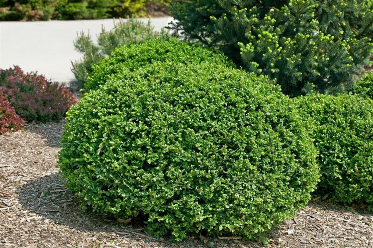 Kugelförmiger Buchsbaum im Garten