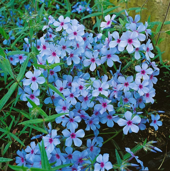 Phlox divaricata 'Chattahoochee', Waldphlox, lavendelblau, ca. 9x9 cm Topf
