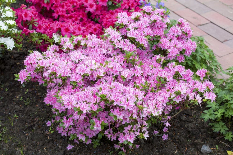 Rhododendron obt. 'Kermesina Rose', rosa Blüten, 30–40 cm