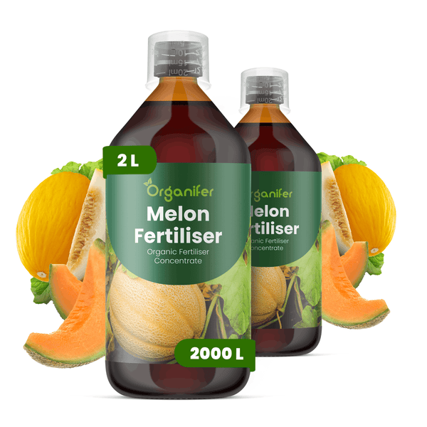 Zwei Flaschen Organifer Bio-Melonendünger-Konzentrat mit Organifer Logo, jeweils 2 Liter für 2000 Liter Dünger, mit Abbildungen von Melonen.