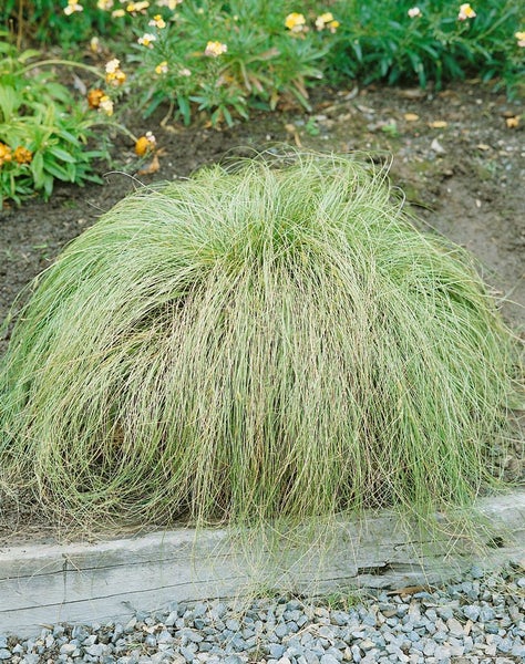 Carex albula 'Frosted Curls', Ziergras, ca. 9x9 cm Topf