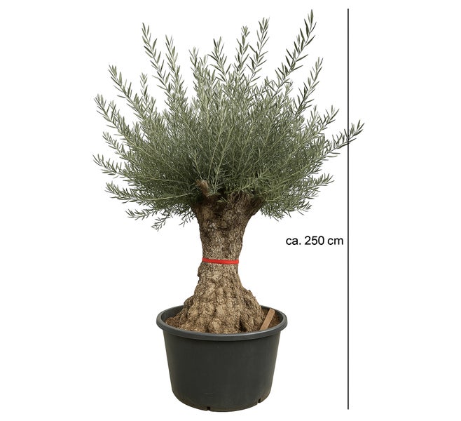 Olivenbaum XXL 150 Jahre ca. 200 bis 250 cm, knorriger Stamm Olea Europaea