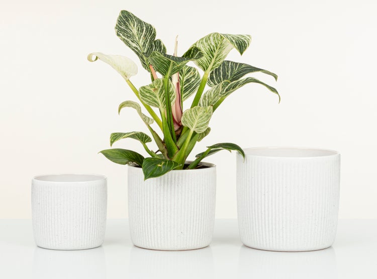 Scheurich Solido Linea, Blumentopf aus Keramik,  Farbe: Perla, 17,6 cm Durchmesser, 16 cm hoch, 3,1 l Vol.