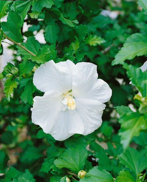 Hibiscus syriacus 'Eleonore', Gartenhibiskus, rosa Blüten, 60–80 cm