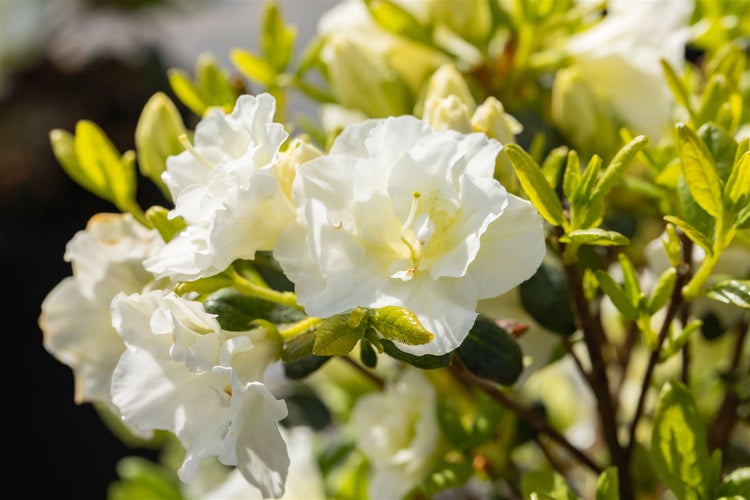 Rhododendron obtusum 'Schneeperle', weiß, 20–25 cm