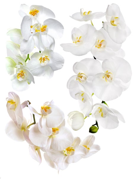 Mehrere Zweige mit weißen Orchideenblüten