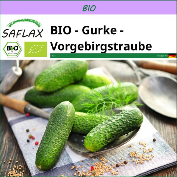 SAFLAX  - BIO - Gurke - Vorgebirgstraube - Cucumis sativus - 15 Samen