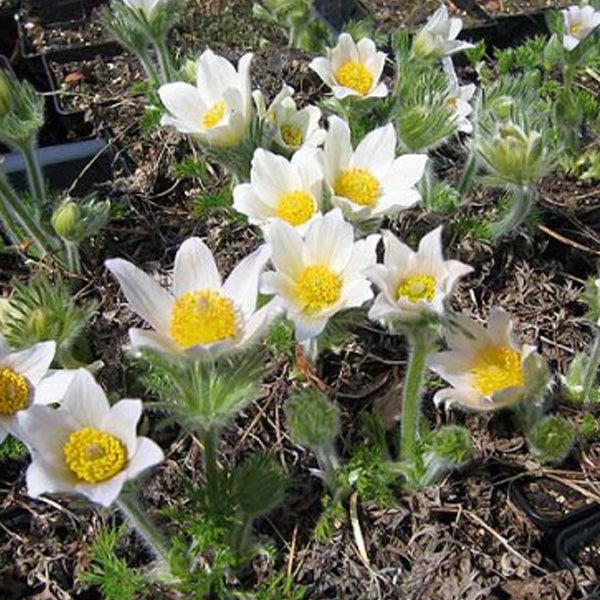 Nahaufnahme von blühenden Küchenschellen im Gartenbeet.