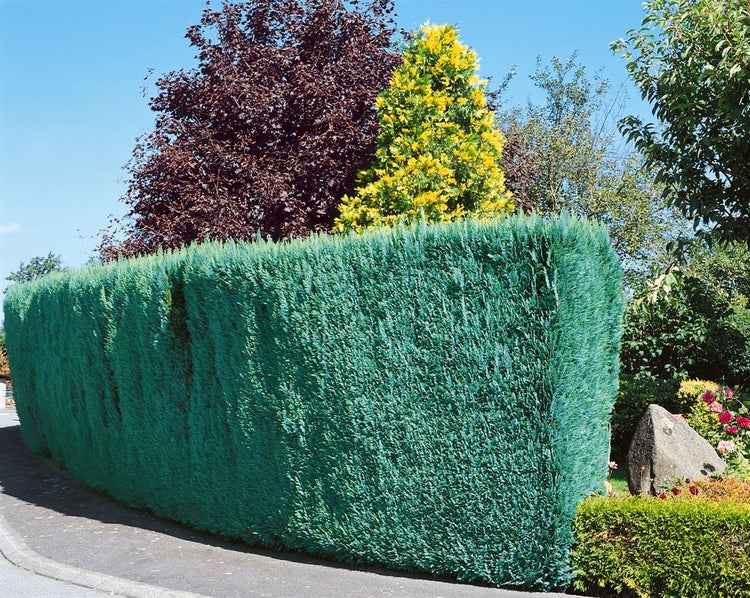 Chamaecyparis lawsoniana 'Columnaris', Blaue Säulenzypresse, 80–100 cm
