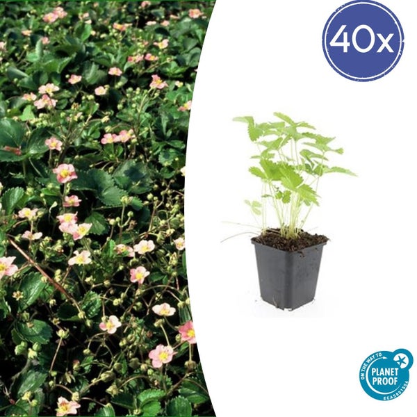 Übersicht der Pflanze im Frühling, Sommer, Herbst und Winter