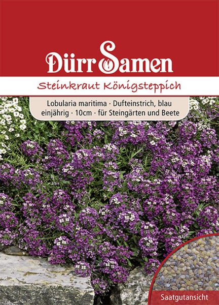 Samenpackung von Dürr Samen für Steinkraut Königsteppich, Lobularia maritima, einjährige Pflanze mit circa 10 Zentimeter Wuchshöhe für Steingärten.