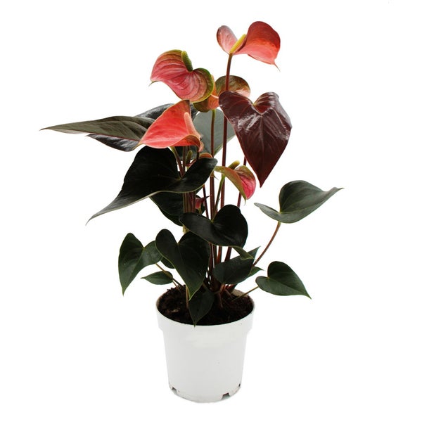 Regenbogen-Flamingoblume - Anthurium andreanum Rainbow Champion - Anthurie - 14cm Topf