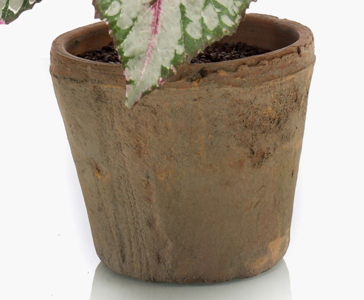 Nahaufnahme einer Königsbegonie mit rosa und silber-grün gemusterten Blättern.
