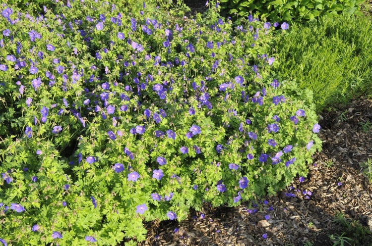 Geranium himalayense 'Gravetye', Storchschnabel, blauviolett, ca. 9x9 cm Topf