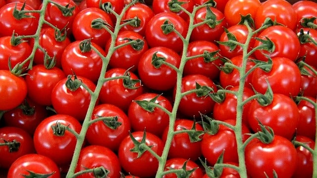 Hochbeet-Set „Bunte Ernte“, Bio-Jungpflanzen, Bio-Gemüse anbauen, Garten, Balkon, 1x Bio- Aubergine, 1x Bio-Spitzpaprika rot, 1x Bio-Blockpaprika, 1x  Bio-Cherrytomate, 1x Bio-Tomate San Marzano, 1x Bio-Zucchini