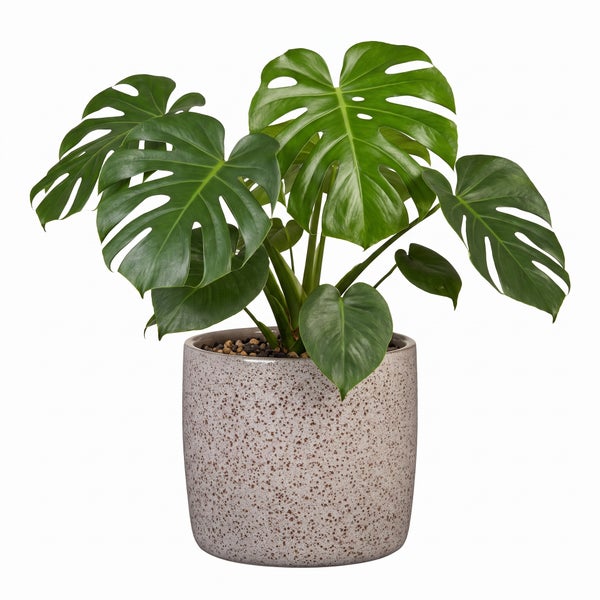 Monstera Zimmerpflanze in einem runden Pflanztopf mit Sprenkelmuster