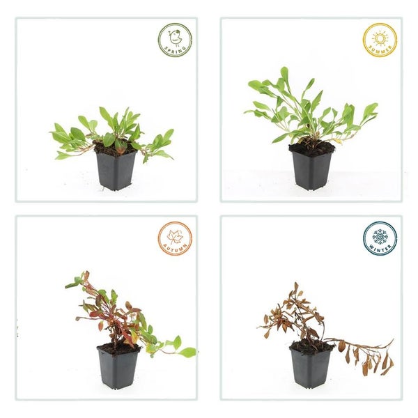 Ansicht einer Pflanze im Topf im Wandel der vier Jahreszeiten Frühling, Sommer, Herbst und Winter.