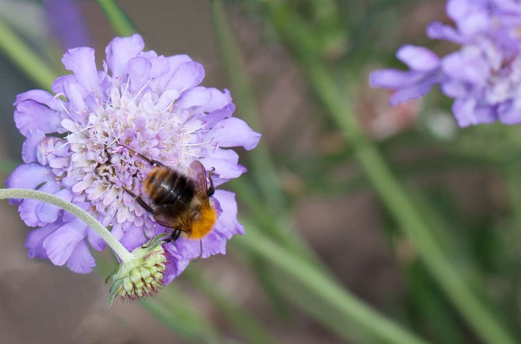 Scabiosa columbaria 'Butterfly Blue', Skabiose, blau, ca. 11x11 cm Topf