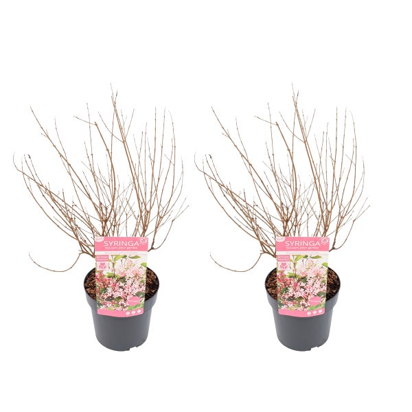 Zwei Zwergflieder Syringa Bloomerang Pink Perfume im Pflanztopf, laublos im Ruhezustand.