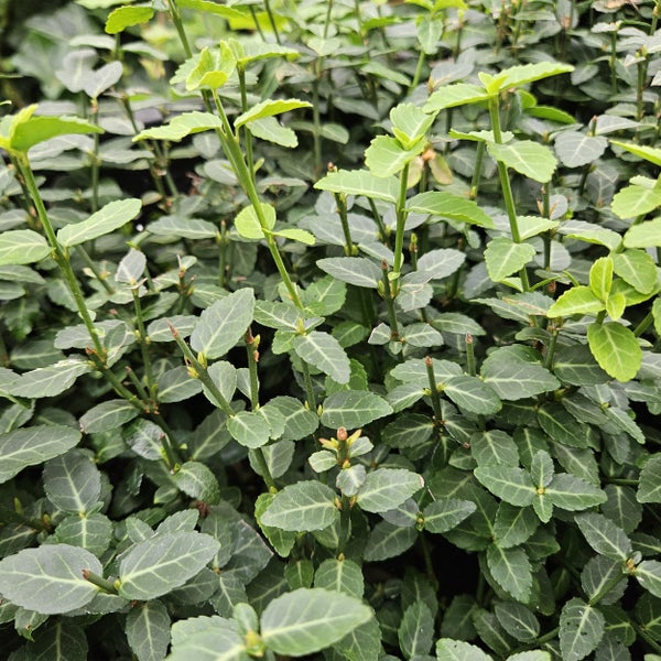 Nahaufnahme einer grünen Kriechspindel Euonymus fortunei mit ovalen Blättern und hellen Blattadern.