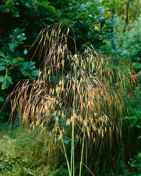Stipa gigantea, Riesen-Federgras, ca. 11x11 cm Topf, dekorativ