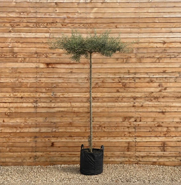 Olivenbaum als Hochstamm in einem schwarzen Pflanzbeutel vor einer Holzwand.
