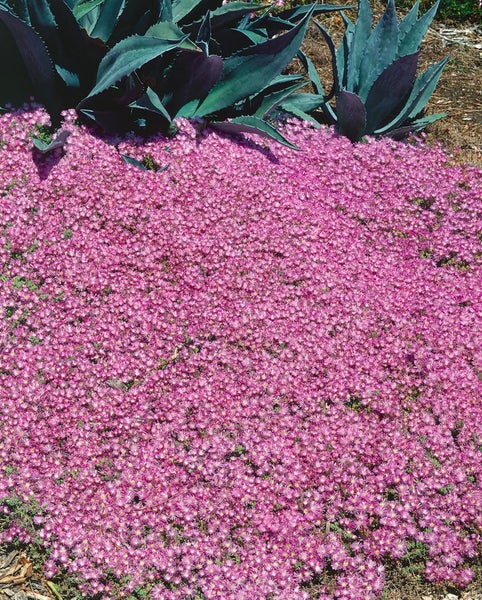 Delosperma cooperi, rosa, ca. 9x9 cm Topf
