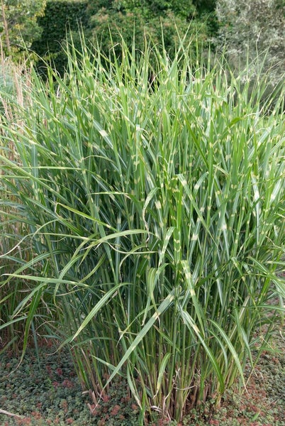 Miscanthus sinensis 'Zebrinus', Zebragras, ca. 11x11 cm Topf