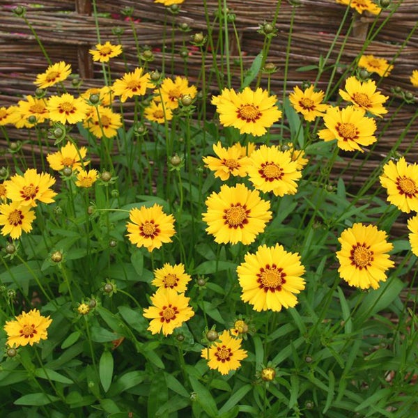 Gelbe Coreopsis Blumen im Gartenbeet