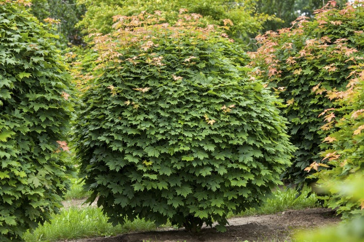 Acer platanoides 'Globosum', Kugelahorn, 80 cm Stammhöhe