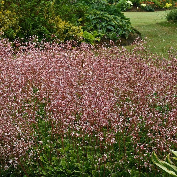 Blühende Purpurglöckchen im Gartenbeet