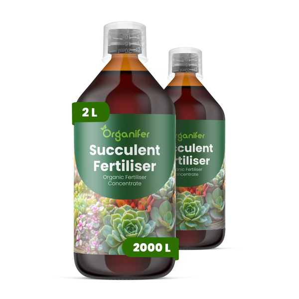 Drei Flaschen Organifer Sukkulentendünger, organisches Bio-Düngerkonzentrat für Sukkulenten, 3 Liter Gesamtinhalt.