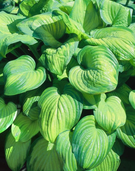 Hosta plantaginea 'Guacamole', Duftende Funkie, ca. 11x11 cm Topf