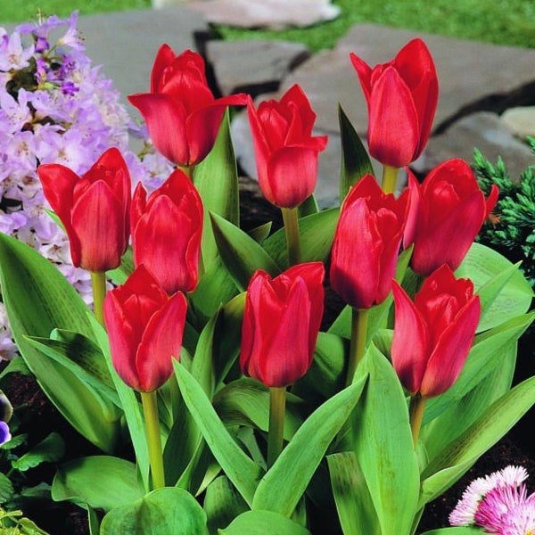Gruppe roter Tulpen im Gartenbeet.