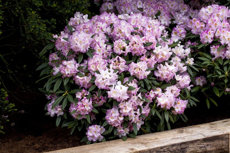 Rhododendron Hybr. 'Brigitte', Rhododendron, rosa Blüten, 40–50 cm