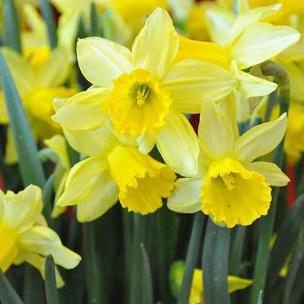 Gelbe Narzissenblüten mit grünen Stielen